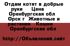 Отдам котят в добрые руки.  › Цена ­ 10 - Оренбургская обл., Орск г. Животные и растения » Кошки   . Оренбургская обл.